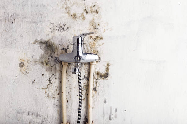 Best Bathroom Mold Remediation in Longview, TX