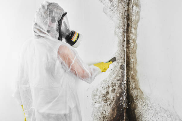 Best Residential Mold Remediation in Longview, TX