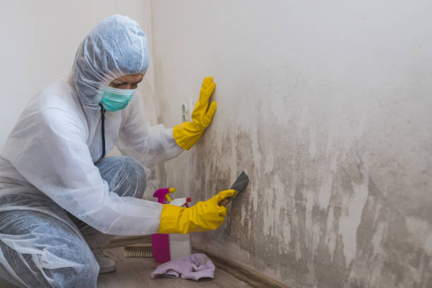 Best Basement Mold Remediation in Longview, TX