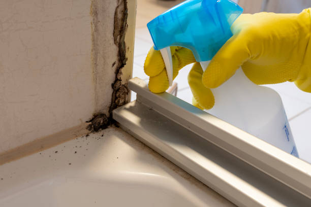 Best Kitchen Mold Remediation in Longview, TX