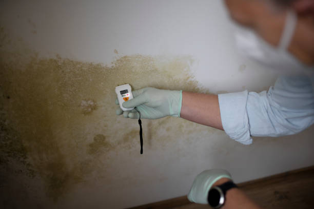 Best Mold Remediation for Specific Building Types in Longview, TX