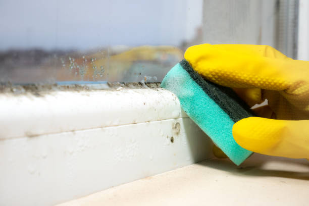 Best Mold Remediation for Schools in Longview, TX