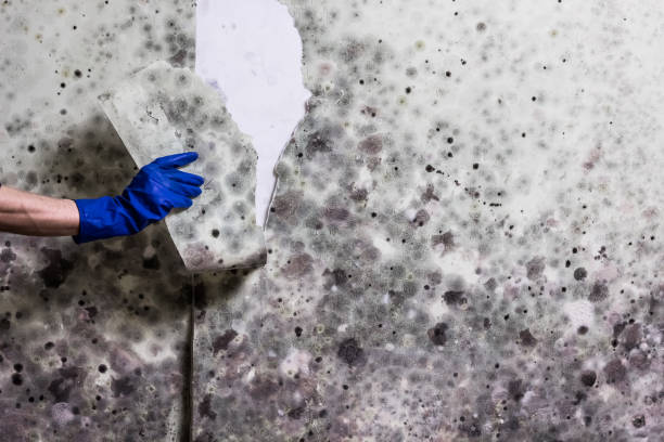 Best Localized Mold Remediation (e.g., coastal areas, humid climates) in Longview, TX