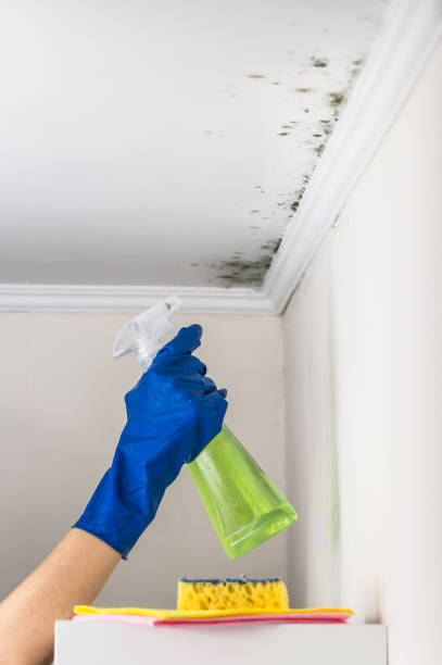 Best Health and Safety Mold Remediation in Longview, TX