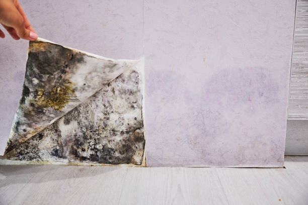 Best Commercial Mold Remediation in Longview, TX